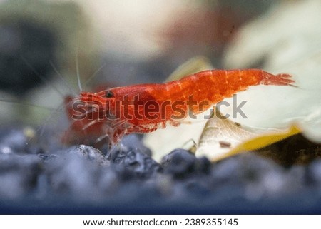 Fish tank shrimp Neocaridina Davidi 