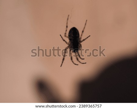 spider on the web, macro photo, shallow depth of field