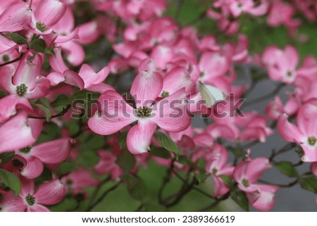 Cornus florida rubra tree with pink flowers. Royalty-Free Stock Photo #2389366619