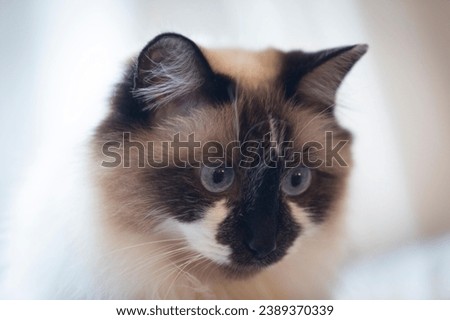 Siamese cat in this captivating stock photo. The Siamese cat strikes a majestic pose, showcasing its sleek fur and striking blue eyes. Perfect for feline enthusiasts and pet themed projects.