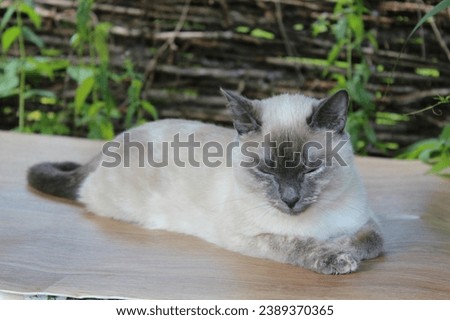 Siamese cat in this captivating stock photo. The Siamese cat strikes a majestic pose, showcasing its sleek fur and striking blue eyes. Perfect for feline enthusiasts and pet themed projects.