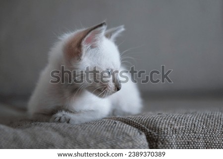 Siamese cat's paws and whiskers in this high quality micro stock photo. The intricate textures and charming features make it an ideal choice for projects emphasizing close ups and meticulous attention