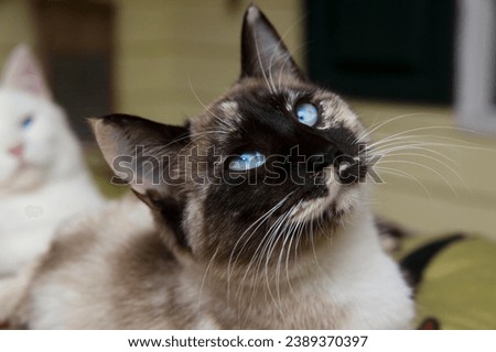 Siamese cat's paws and whiskers in this high quality micro stock photo. The intricate textures and charming features make it an ideal choice for projects emphasizing close ups and meticulous attention