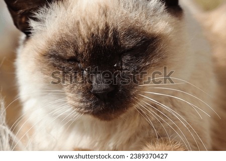 Siamese cat's elegant features. This micro stock photo captures the beauty of the cat's fur in a soft, natural glow, making it perfect for projects focused on tranquility and natural beauty.