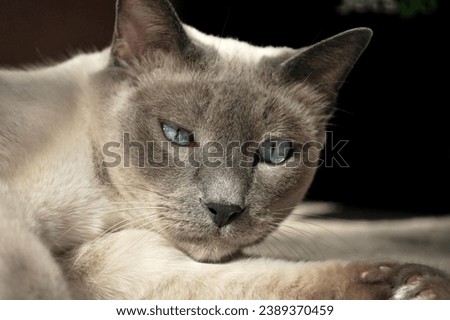 Siamese cat in this dynamic micro stock photo. The image captures the joy and energy of a cat at play, making it an excellent choice for projects centered around pet activity, lifestyle, and exuberanc