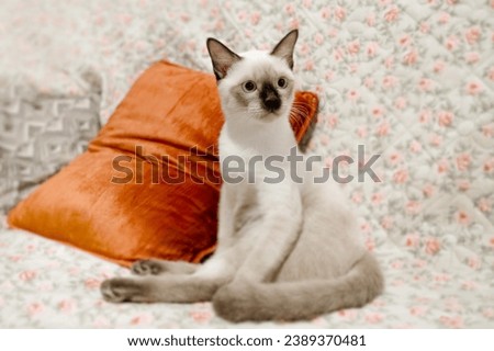 Siamese cat in this dynamic micro stock photo. The image captures the joy and energy of a cat at play, making it an excellent choice for projects centered around pet activity, lifestyle, and exuberanc