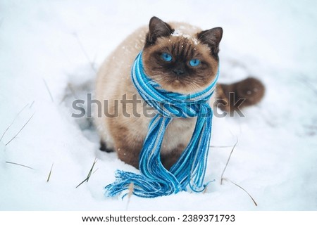 Siamese cat expressions with this dynamic stock photo. This compilation showcases the versatility and emotive range of the Siamese breed