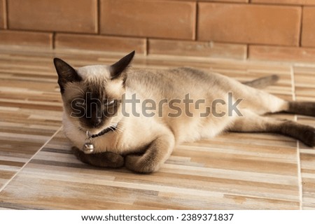 Siamese cat in this stunning stock photo. This high resolution image captures the beauty and distinctive features of the Siamese breed, making it perfect for a variety of creative projects.