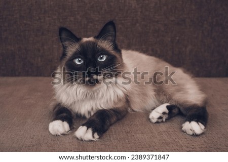 Siamese cat in this stunning stock photo. This high resolution image captures the beauty and distinctive features of the Siamese breed, making it perfect for a variety of creative projects.