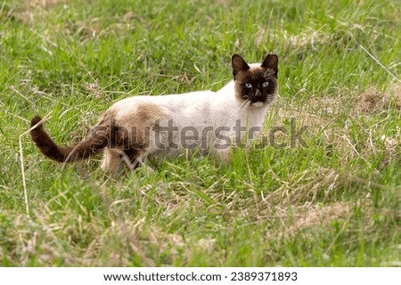 Siamese cat with this lively stock photo. The image showcases the energy and charm of these adorable felines, making it an ideal choice for projects that require a touch of cuteness and joy.