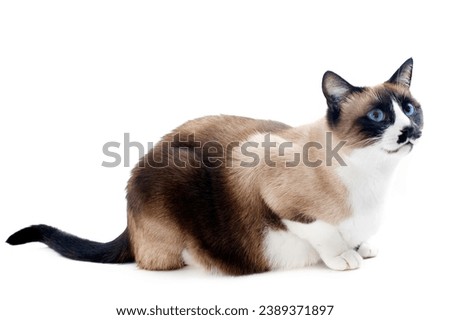 Siamese cat with this lively stock photo. The image showcases the energy and charm of these adorable felines, making it an ideal choice for projects that require a touch of cuteness and joy.