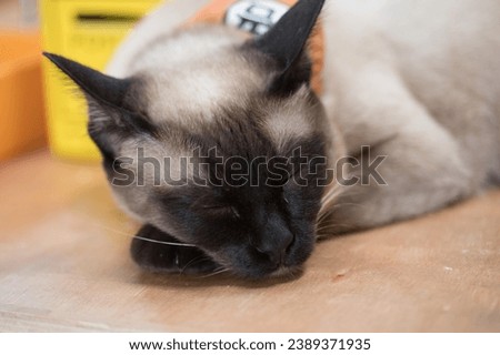 Siamese cat in this majestic stock photo. The image captures the cat in a poised and confident pose, making it a perfect choice for projects that require a touch of sophistication and royalty.