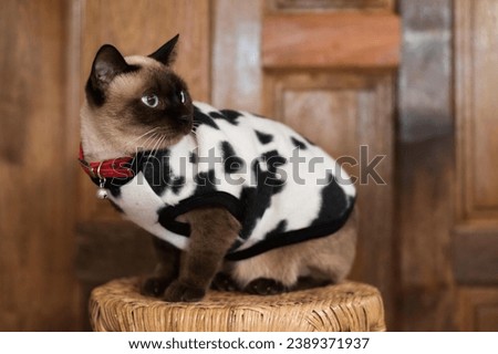 Siamese cat in this majestic stock photo. The image captures the cat in a poised and confident pose, making it a perfect choice for projects that require a touch of sophistication and royalty.