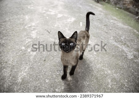 Siamese cat's relaxation with this blissful stock photo. The image captures the cat in a serene moment, making it an ideal choice for projects that evoke calmness and peaceful vibes.