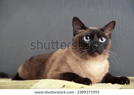 Siamese cat's relaxation with this blissful stock photo. The image captures the cat in a serene moment, making it an ideal choice for projects that evoke calmness and peaceful vibes.