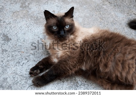 Siamese cat expressions with this dynamic stock photo. This compilation showcases the versatility and emotive range of the Siamese breed