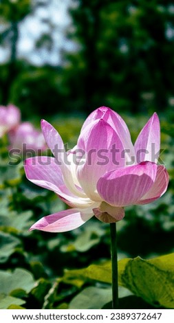 Pink waterlily or lotus flower in pond on green blurred background.