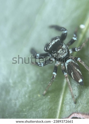 Macro view of a metallic jumping spider on a green leaf in its own natural habitat