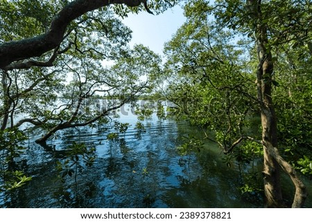 Detail of the mangrove forest trail of Thailand