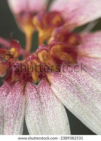Macro view of flower with visible texture 