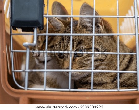 Two beautiful cats sitting in a carrier in a veterinary clinic waiting for treatment