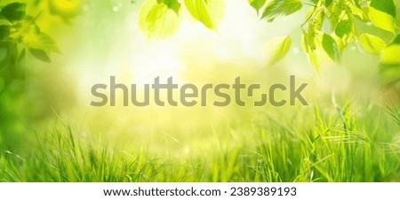 Beautiful natural spring summer widescreen background fram. Green young juicyyoung grass and leaning tree twigs backlit by soft sunlight. Royalty-Free Stock Photo #2389389193