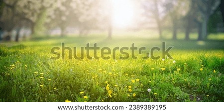 Beautiful spring natural background. Landscape with young lush green grass with blooming dandelions against the background of trees in the garden.
