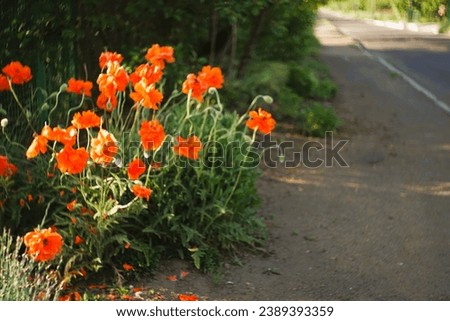 Orange poppy flowers on grow by the sunny road.