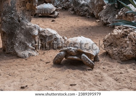 This is the Spurred turtle in a safari park.