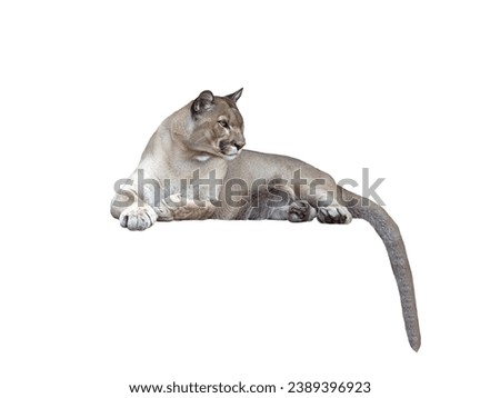 Puma isolated on white background