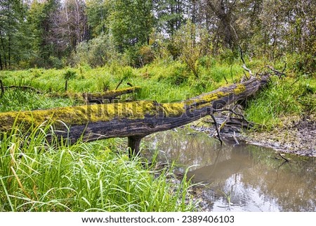Old Colorful Moss Grown Log Across Pond with Snags And Fallen Trees in The Pripyat River With Dry Grass and Trees of Polesye Natural Resort in Belarus. Horizontal image Composition Royalty-Free Stock Photo #2389406103