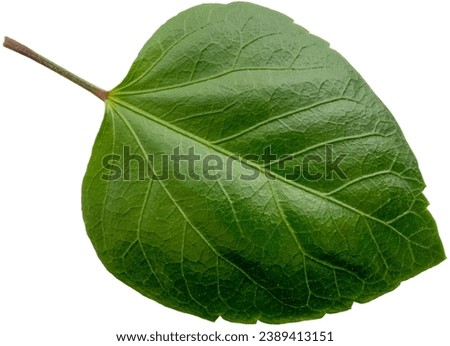 Beautiful dark green hibiscus leaf, isolated image, transparent background