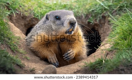 Groundhog coming out of its burrow. Royalty-Free Stock Photo #2389414317