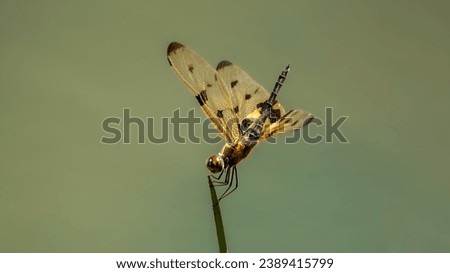 Rhyothemis variegata, known as the common picture wing or variegated flutterer, is a species of dragonfly of the family Libellulidae