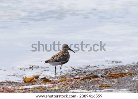 The dunlin (Calidris alpina) is a small sandpiper that can be along the coast all year-round