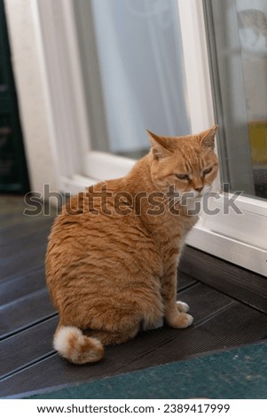 a charming cat glaring with a sharp eye