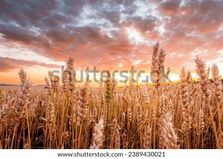 Yellow ears of ripe wheat in a summer field at sunset. Location place agrarian region of Ukraine, Europe. Picturesque photo wallpaper. Industry of agronomy. Ecology concept. Beauty of earth. Royalty-Free Stock Photo #2389430021