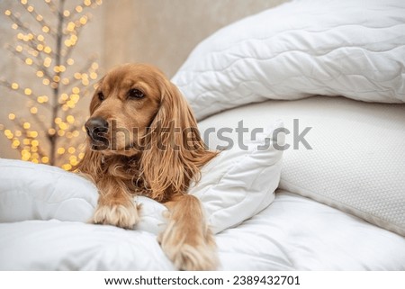 The beagle dogs head is in a stack of blankets and pillows with Christmas pictures. Cold air temperature at home. The concept of heating a house in cold winter