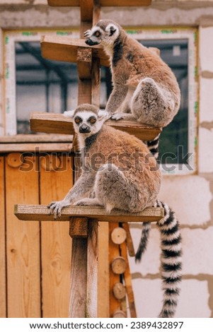 ring-tailed lemur (lemur catta) in zoo