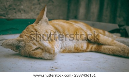 orange cat sleeping on wood 