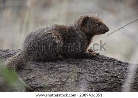 Common dwarf mongoose - Lewa Conservancy, North Kenya Royalty-Free Stock Photo #2389436351