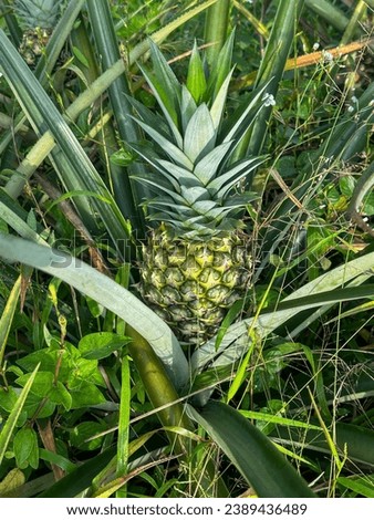 Pineapple tropical fruit growing in garden. space for texture