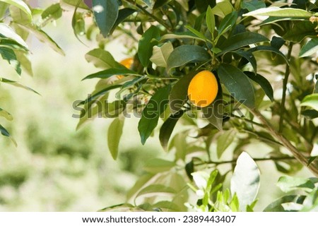 Kumquat on a tree branch Royalty-Free Stock Photo #2389443407