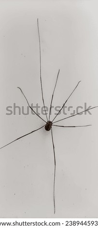 Harvesting spider (Opiliones) on a white background Royalty-Free Stock Photo #2389445933