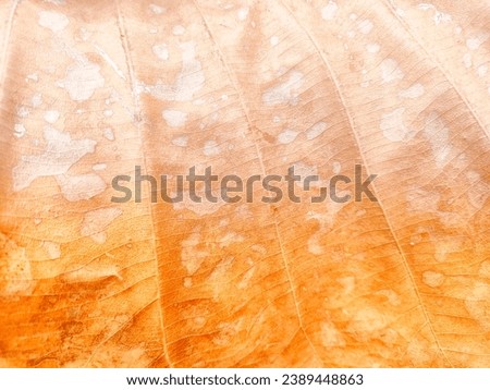 Beige leaf patterned background design space Dry leaves fall from trees.