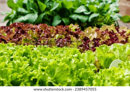 Ripe green and purple lettuces in a lush sustainable farm ready for harvest