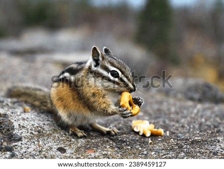 cute chipmunk with striped back busy eating on rocks in North America