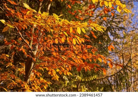 Beautiful autumn picture of the beech branch, Fagus sylvatica, with golden leaves in the November leaves falling season. Picture is taken in sunny day with bright and sharp autumn  sun light.