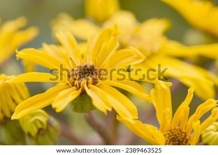 Close up photograph of vibrant colour summer ragwort or leopard plant with selective focus and fine details. Floral bright yellow background.
