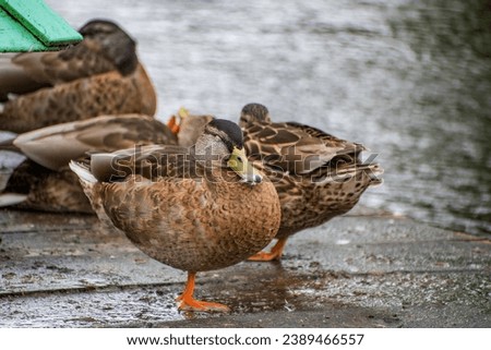 The female Mallard, The ducklings are lead to water as soon as their soft, downy feathers are dry. The picture was taken in a small irish town called cong